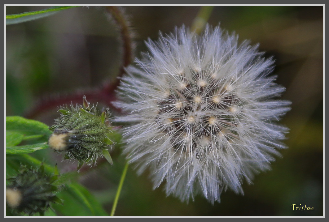 JH1A0139.jpg - 20160806 小奇萊步道、清境國小