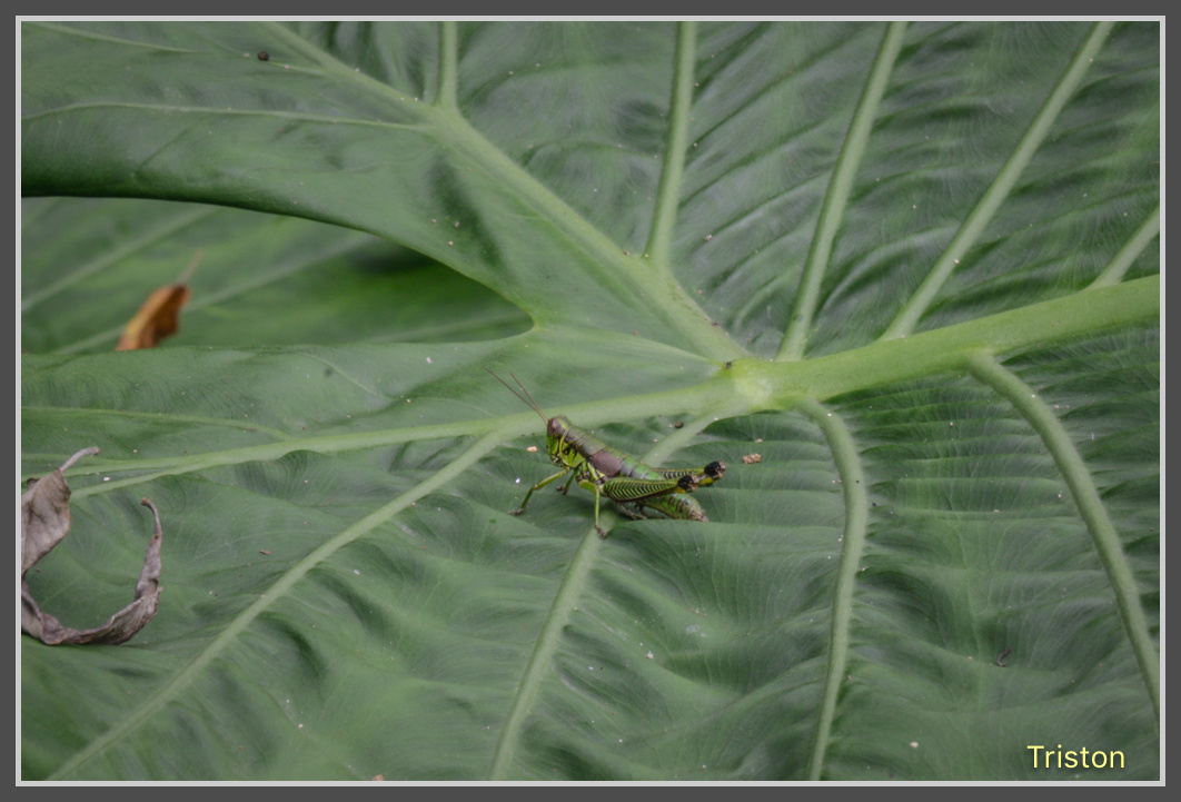 _MG_0051.jpg - 20161126 台南崁頭山