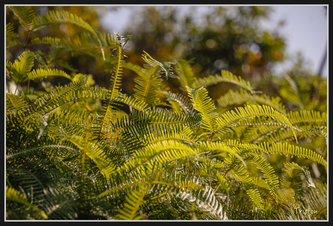 0042.jpg - 20170107 香港健行