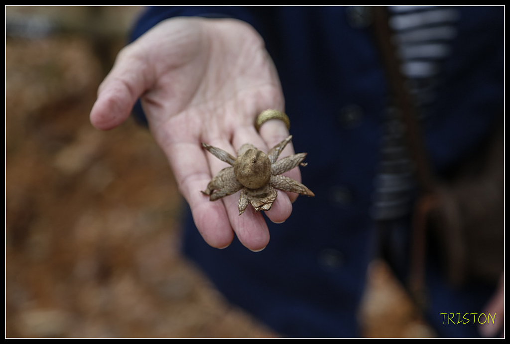_H1A1200.jpg - 20171103 日本只見線、會津若松五色沼、昭和記念公園賞紅葉