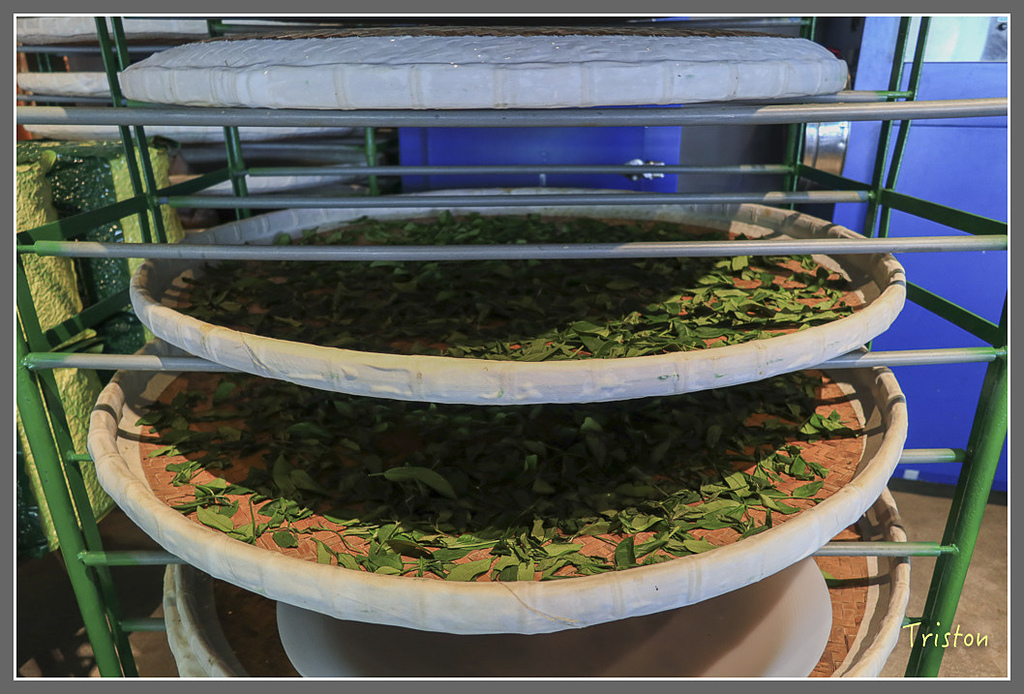 IMG_2221.jpg - 20180802 樂野山芙蓉揉茶,阿將咖啡的家