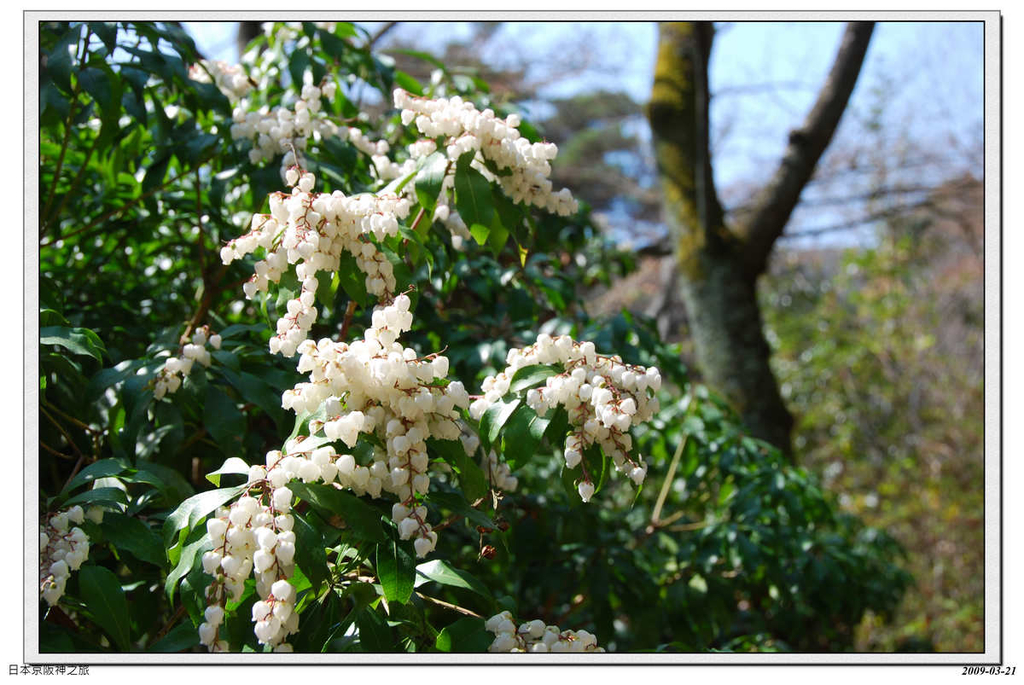 2009-03-21-10_43_27.jpg - 20090320 日本京阪神之旅