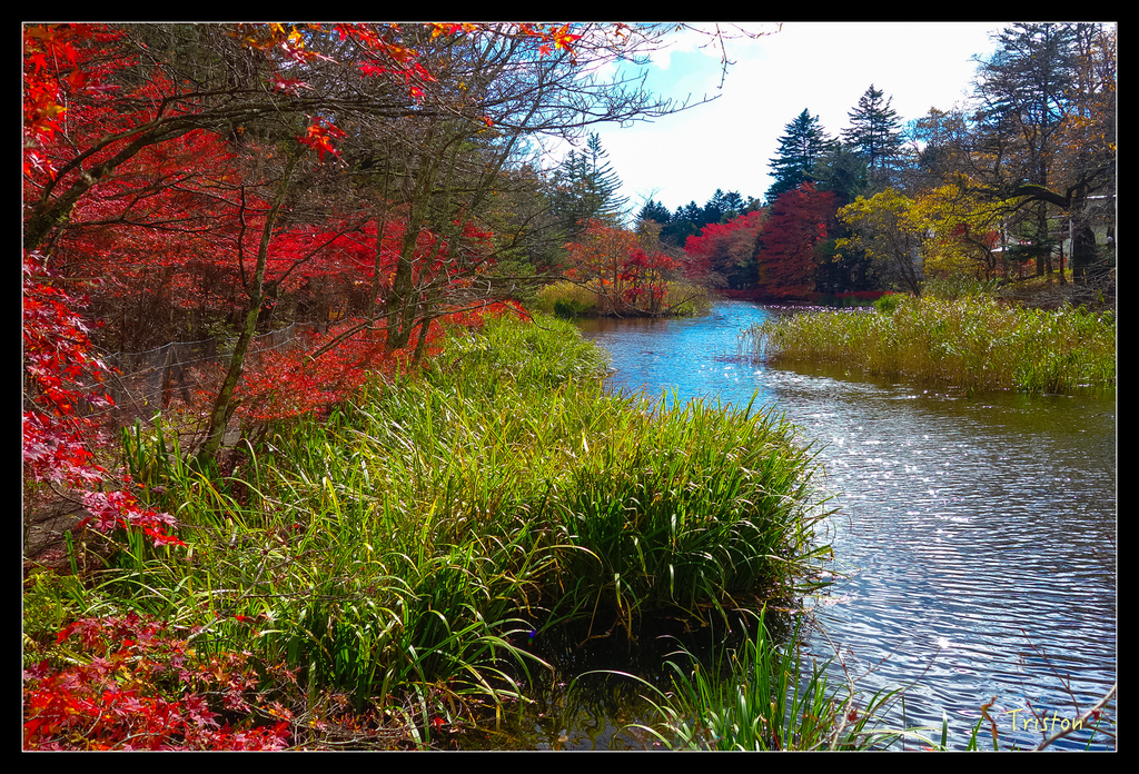 DSC00369.jpg - 20151031 秋天的童話-貴婦東京輕井澤紀行