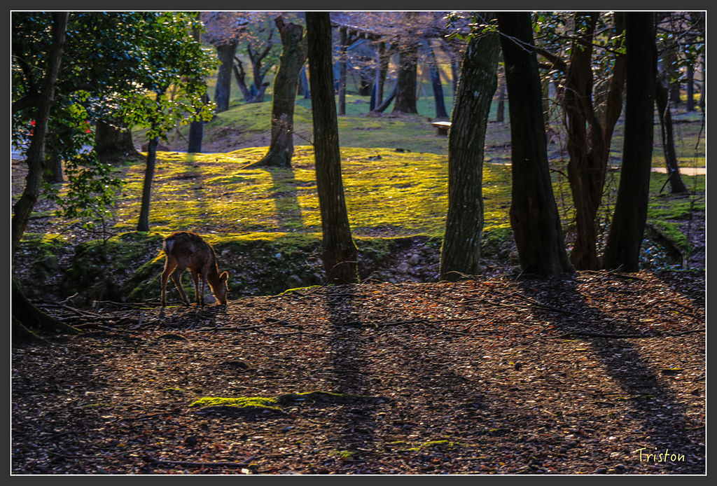 IMG_4202.jpg - 20160323 日本熊野古道健行