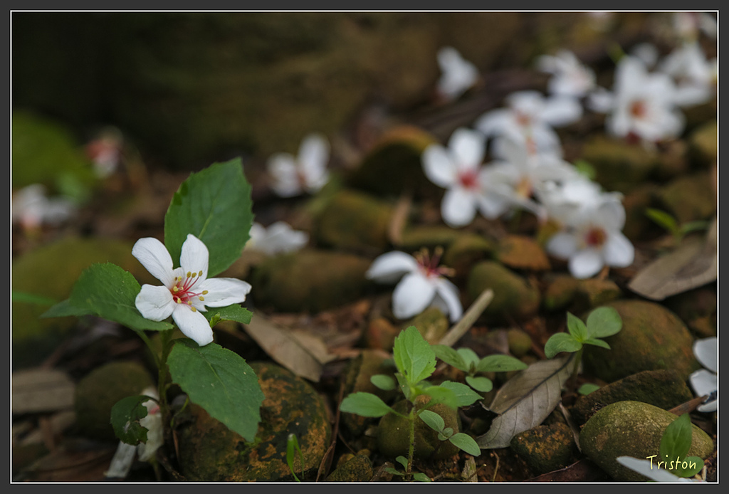 JH1A8745.jpg - 20160426 銅鑼天空步道、天空之城、荷苞山