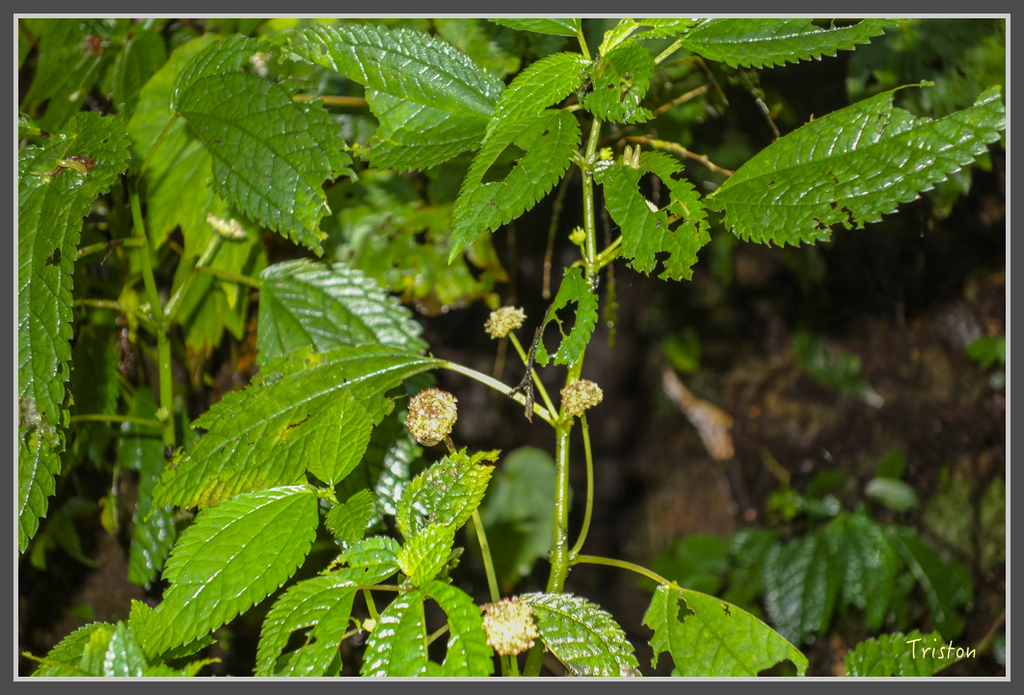 DSC00778.jpg - 20160924 溪頭台寅山