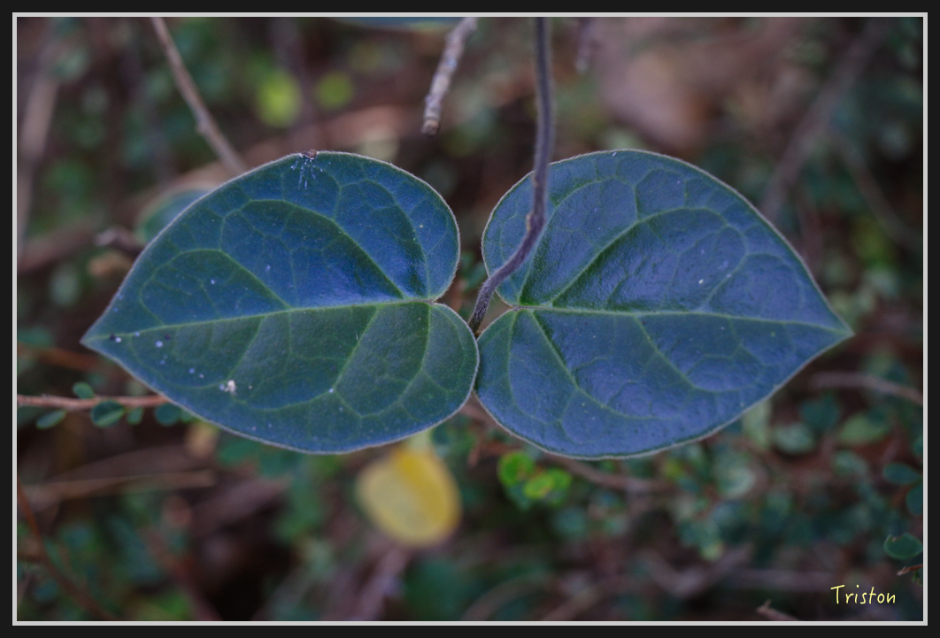 0049.jpg - 20170107 香港健行