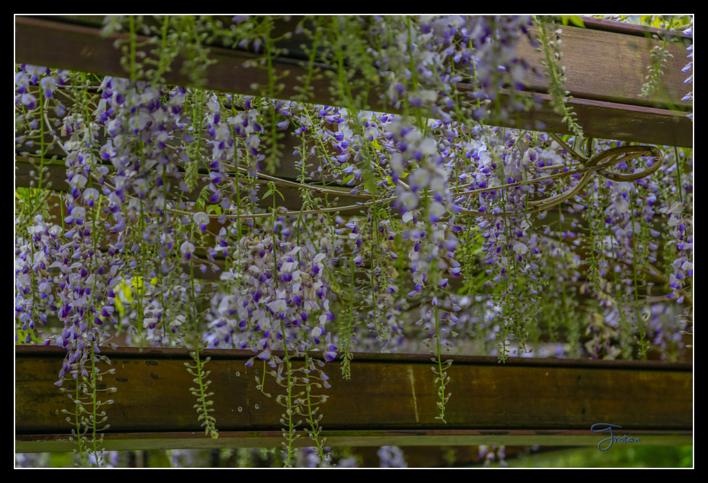 _H1A3713.jpg - 20170425 阿里山+圓潭螢火蟲
