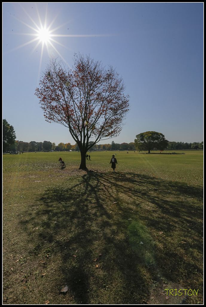 _H1A1799.jpg - 20171103 日本只見線、會津若松五色沼、昭和記念公園賞紅葉