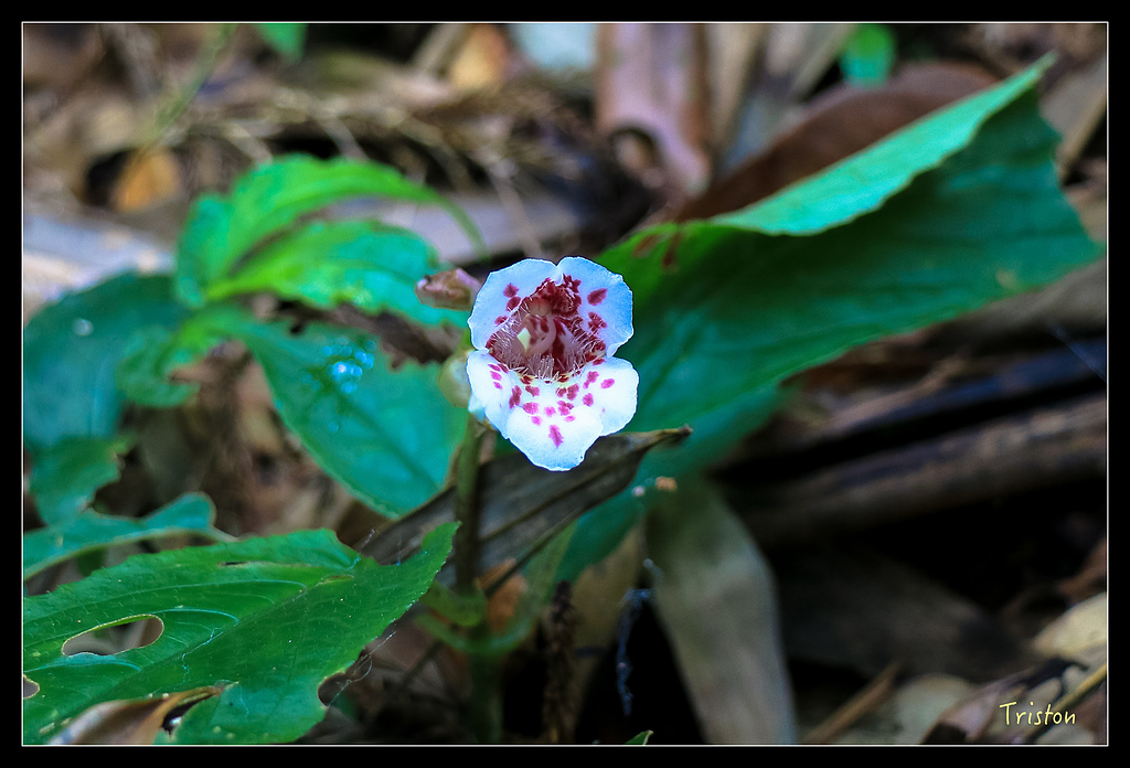 IMG_8300.jpg - 20150926 大凍山切霹靂山 抵龍雲山莊