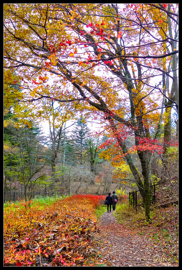 DSC00375.jpg - 20151031 秋天的童話-貴婦東京輕井澤紀行