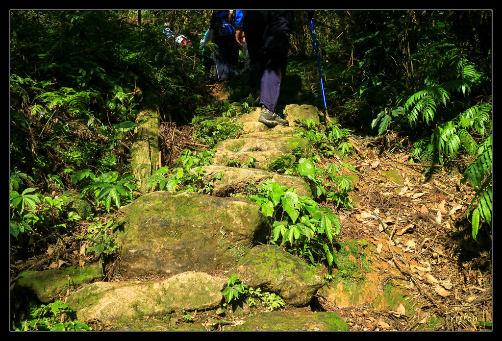 IMG_0495.jpg - 20151107 富士坪古道