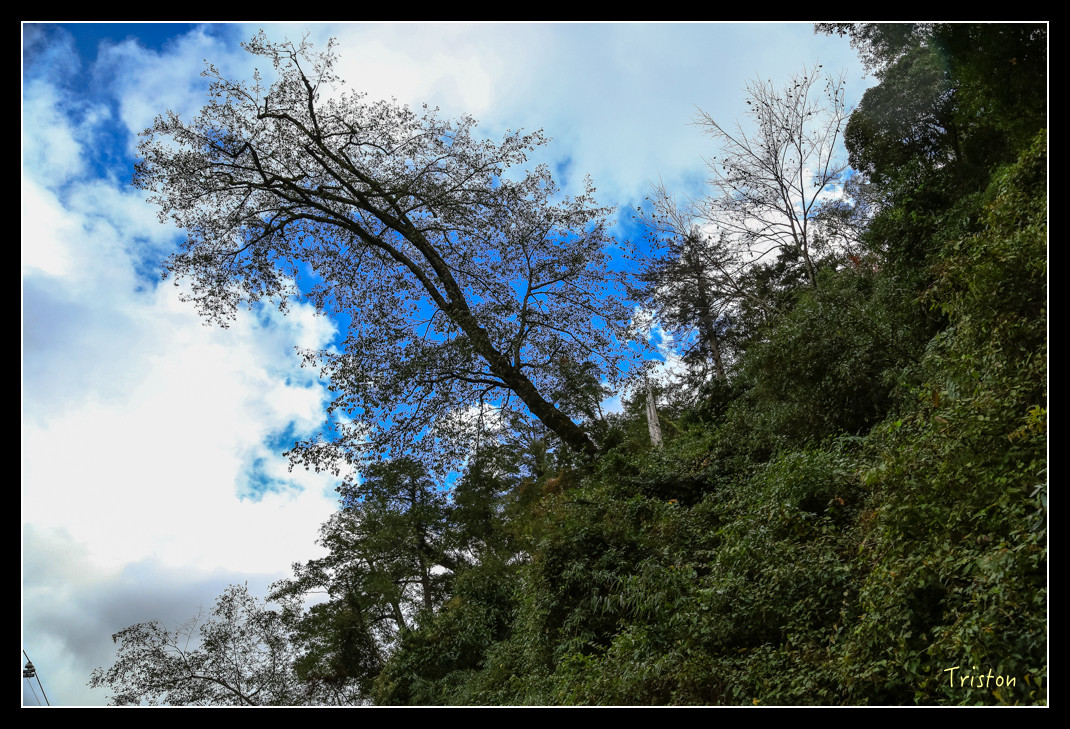 JH1A1009.jpg - 20151205 合歡溪步道、108K楓之谷