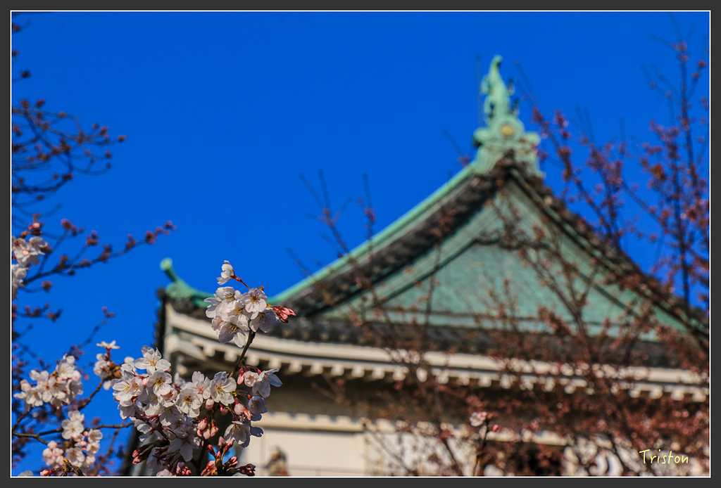 IMG_6015.jpg - 20160323 日本熊野古道健行