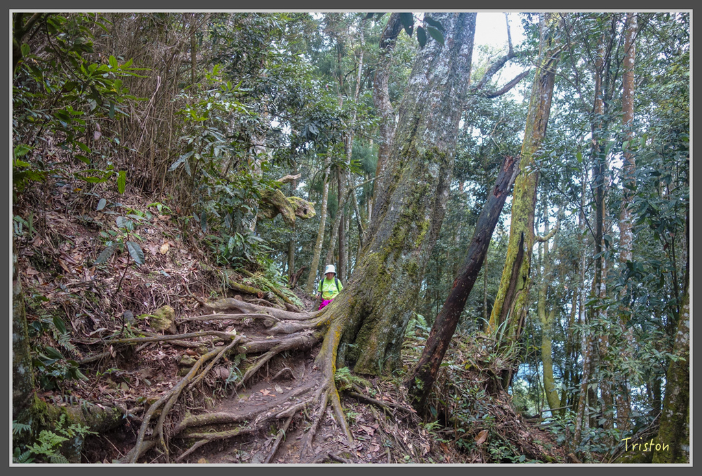 DSC00795.jpg - 20160924 溪頭台寅山