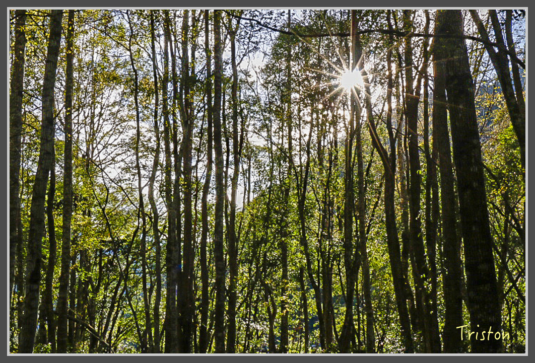 _MG_0029.jpg - 20161203 鎮西堡