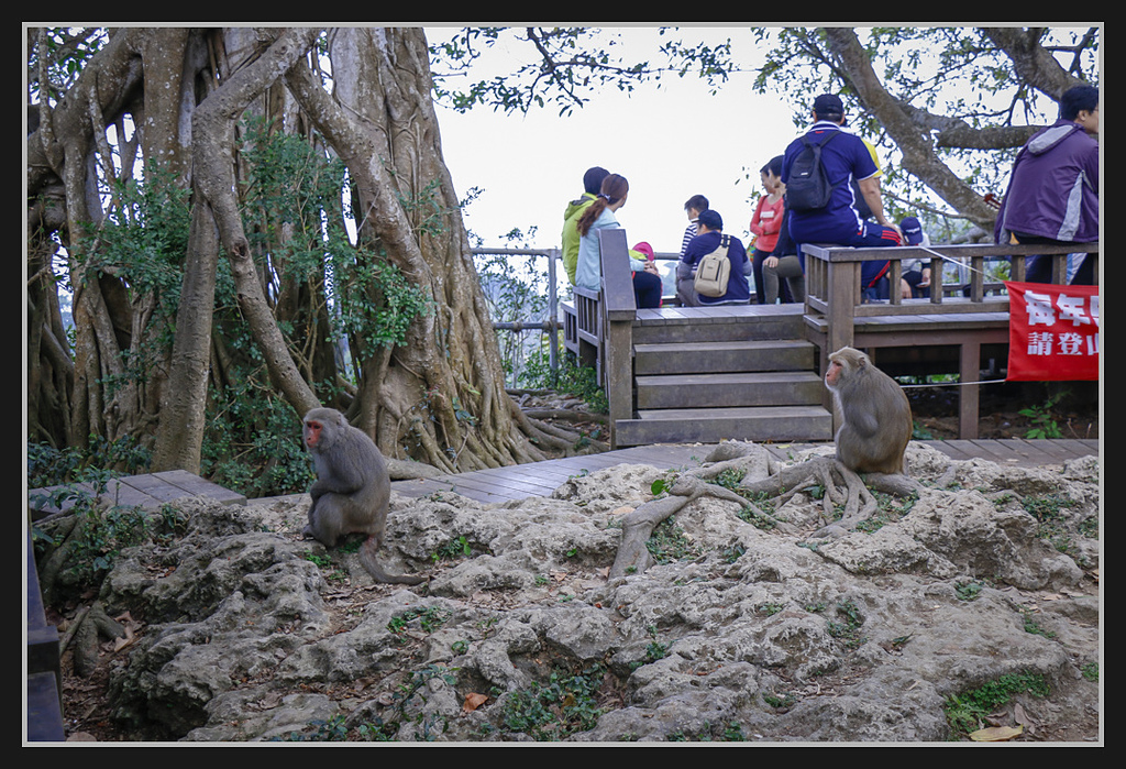 _MG_0052.jpg - 20170205 柴山盤榕雅座路線