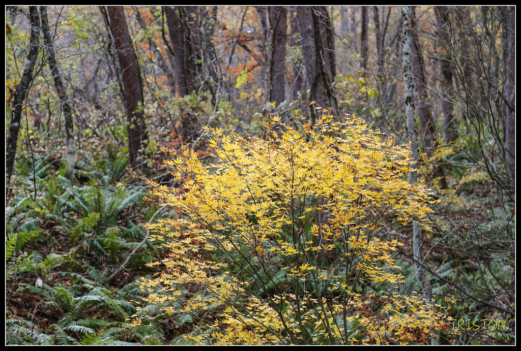 _H1A1208.jpg - 20171103 日本只見線、會津若松五色沼、昭和記念公園賞紅葉