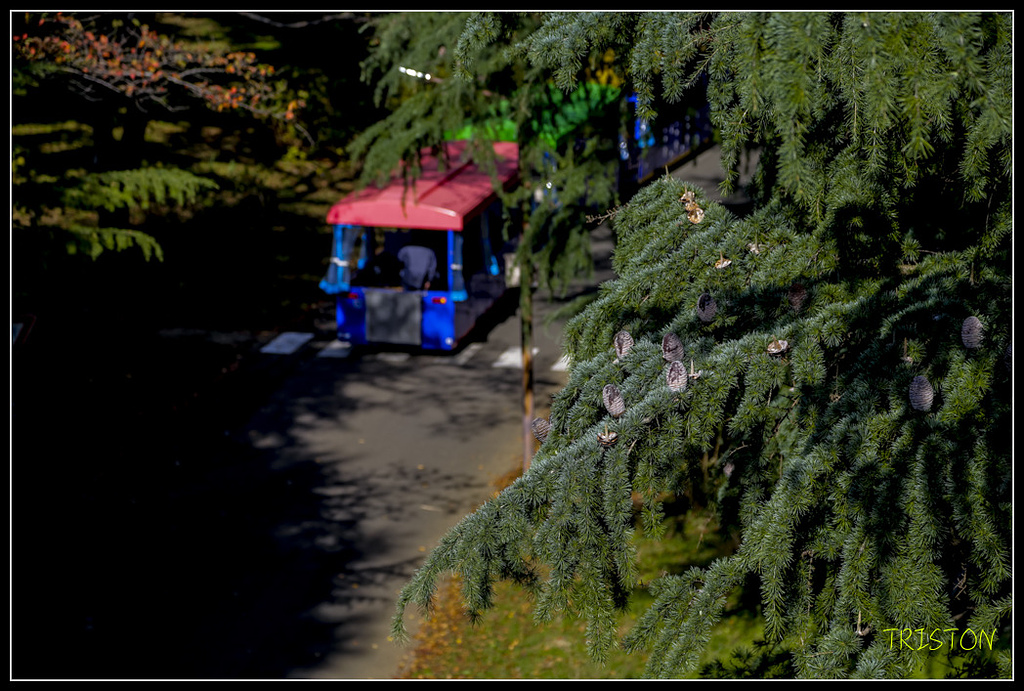 _H1A1819.jpg - 20171103 日本只見線、會津若松五色沼、昭和記念公園賞紅葉