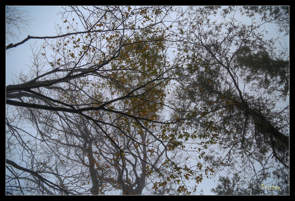 JH1A0185.jpg - 20151024~25 幾米公園、翠峰湖、翠峰山屋、望洋山步道、山毛櫸步道