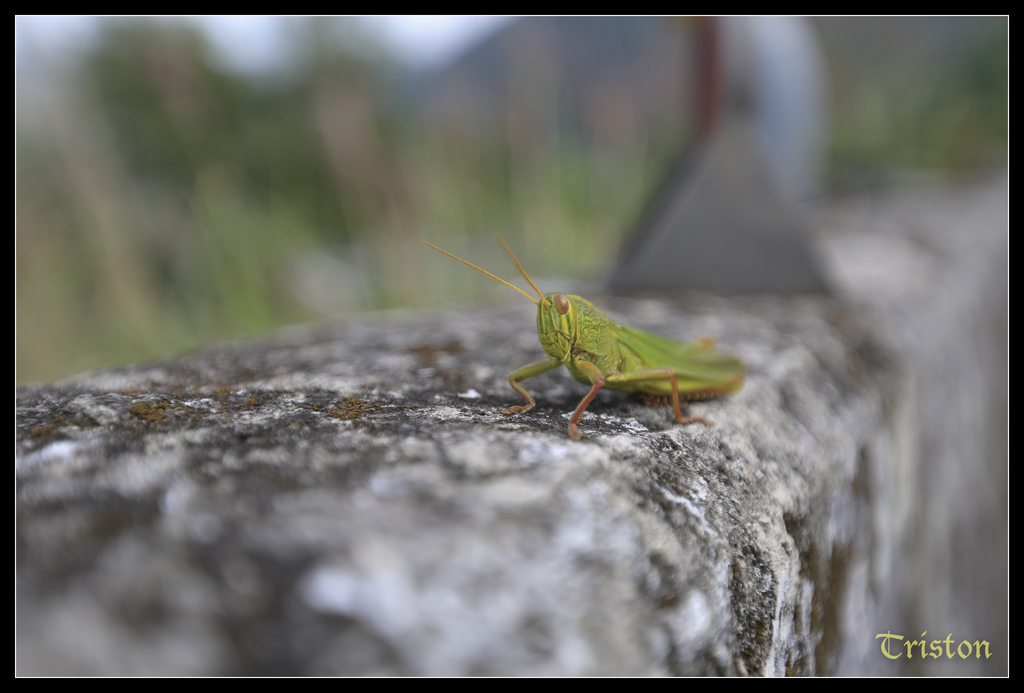 jh1a0068_15763599361_o.jpg - 20141111 屏東霧台 神山 一日來往輕旅行