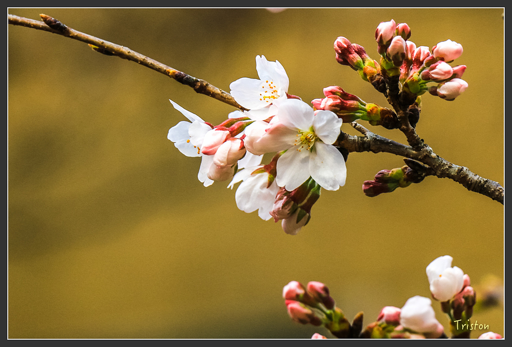 IMG_4284.jpg - 20160323 日本熊野古道健行