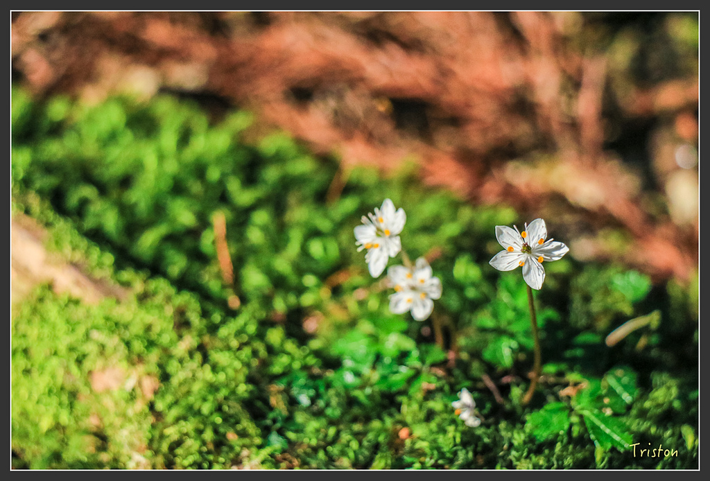 IMG_5452.jpg - 20160323 日本熊野古道健行