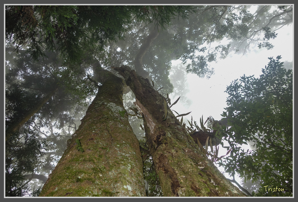 DSC00811.jpg - 20160924 溪頭台寅山