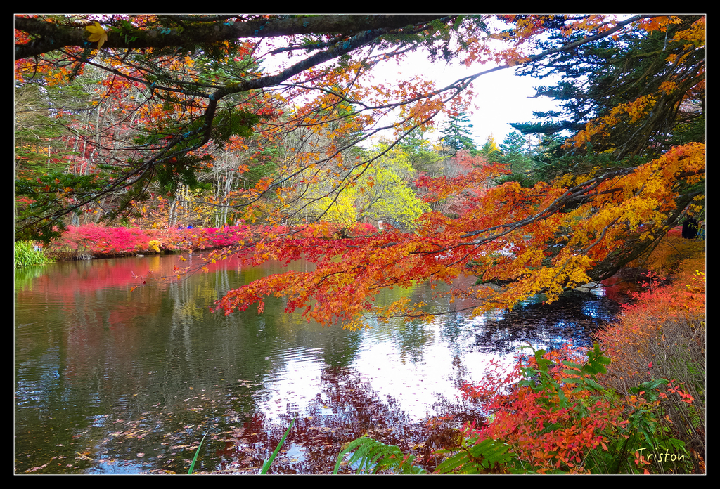 DSC00384.jpg - 20151031 秋天的童話-貴婦東京輕井澤紀行