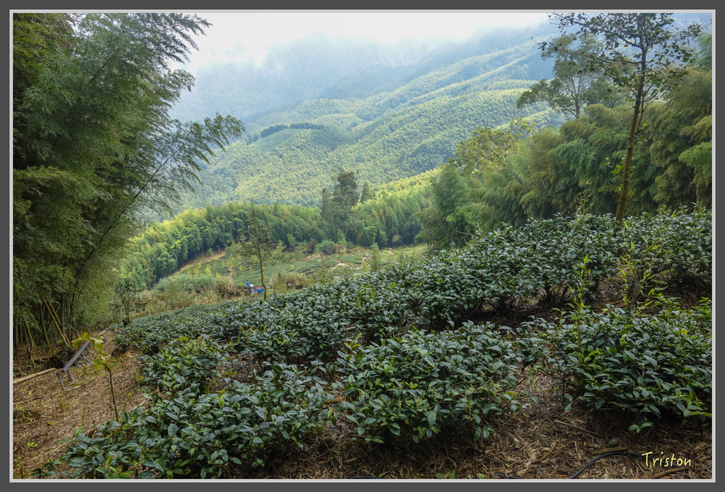 DSC00812.jpg - 20160924 溪頭台寅山