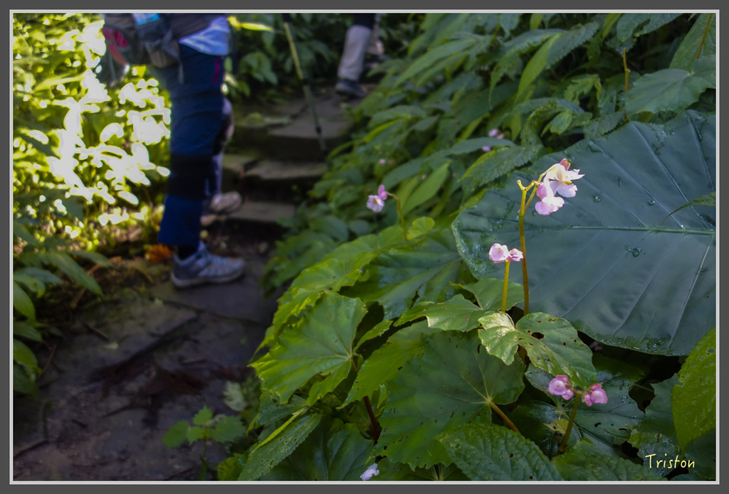 DSC00762.jpg - 20160924 溪頭台寅山