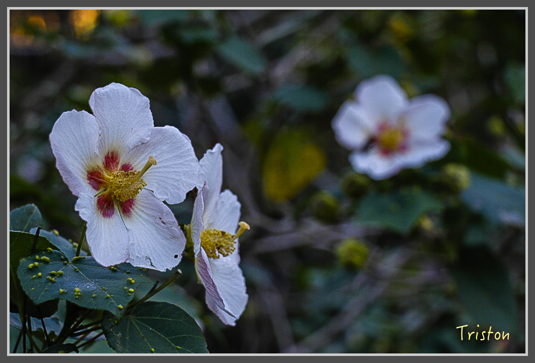 _MG_0040.jpg - 20161203 鎮西堡