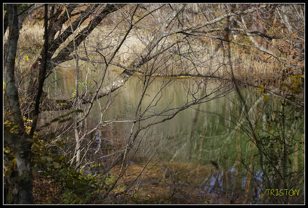 _H1A1218.jpg - 20171103 日本只見線、會津若松五色沼、昭和記念公園賞紅葉