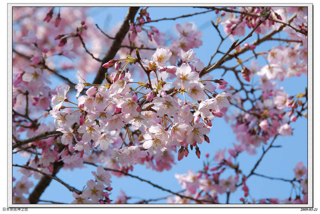 2009-03-21-09_33_28.jpg - 20090320 日本京阪神之旅