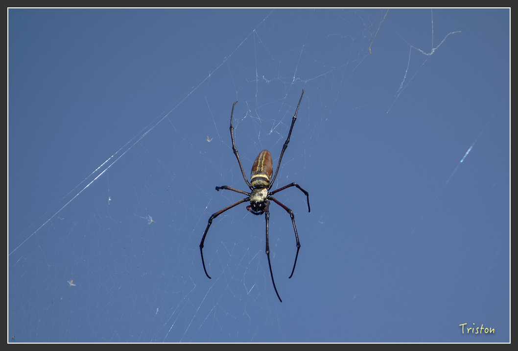 DSC00635.jpg - 20151229 鈺鼎步道