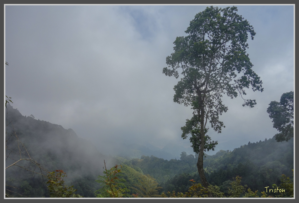 DSC00791.jpg - 20160924 溪頭台寅山