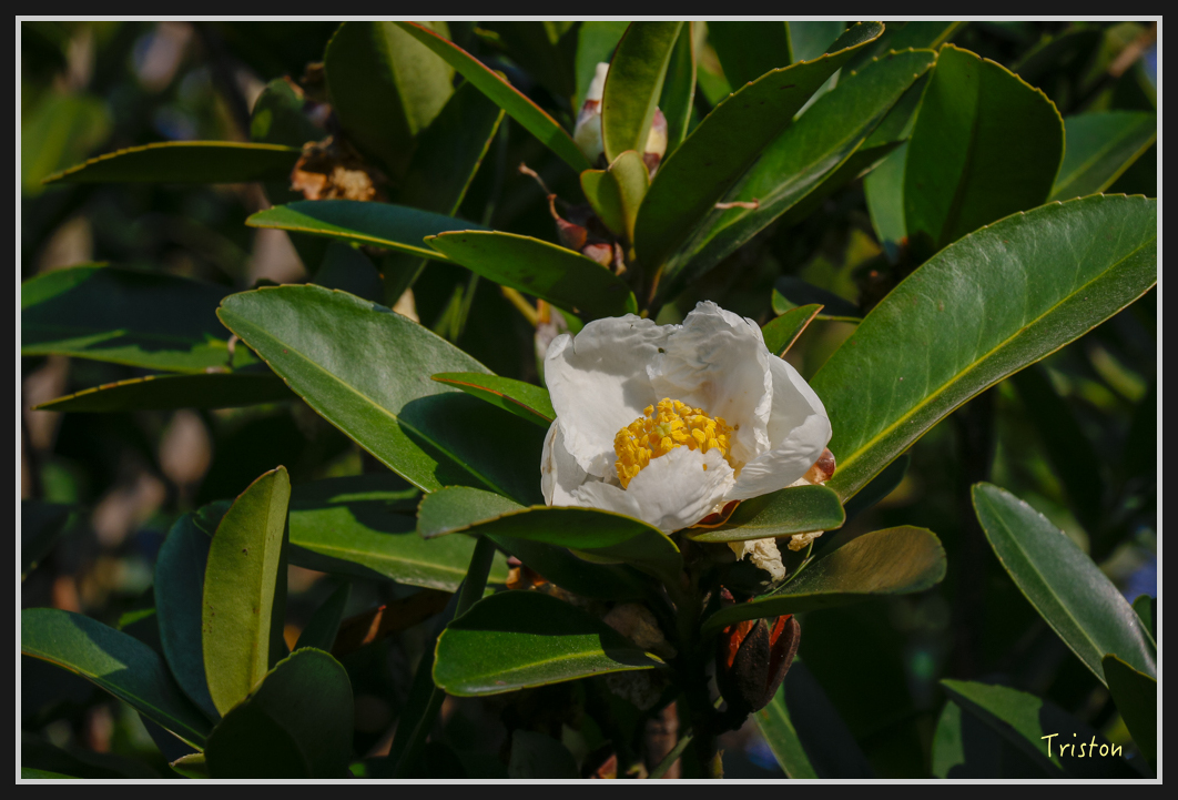 00123.jpg - 20170107 香港健行