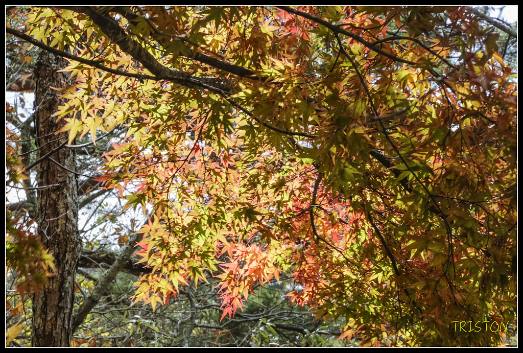 _H1A1371.jpg - 20171103 日本只見線、會津若松五色沼、昭和記念公園賞紅葉
