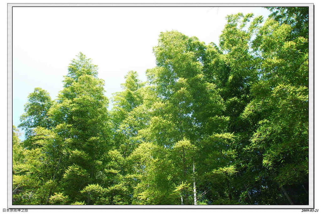 2009-03-21-10_43_45.jpg - 20090320 日本京阪神之旅