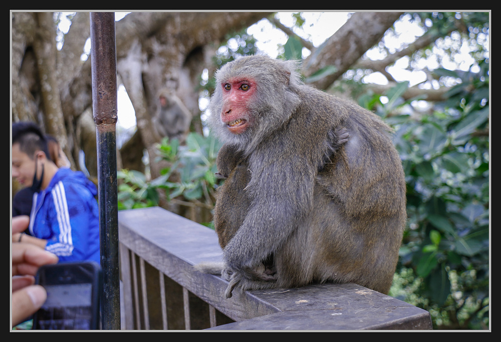 _MG_0058.jpg - 20170205 柴山盤榕雅座路線
