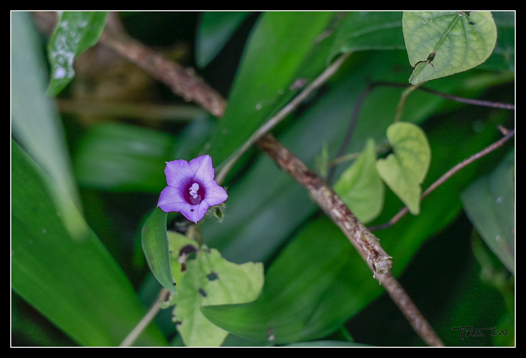 _MG_0065.jpg - 20170529 關仔嶺大凍山