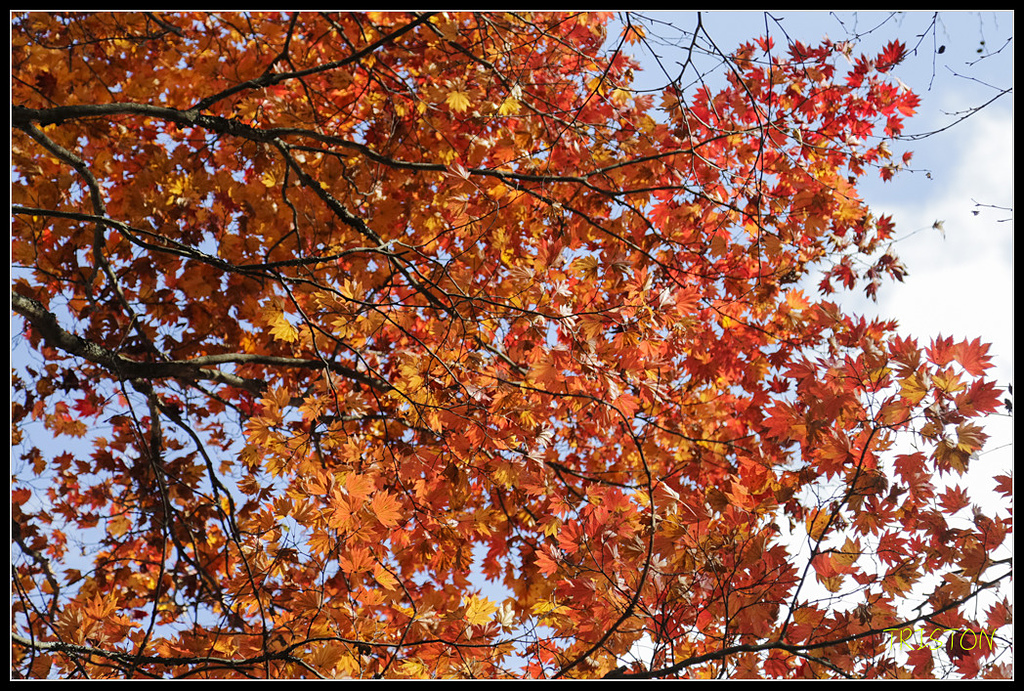 _H1A1298.jpg - 20171103 日本只見線、會津若松五色沼、昭和記念公園賞紅葉