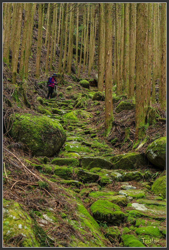 IMG_5494.jpg - 20160323 日本熊野古道健行