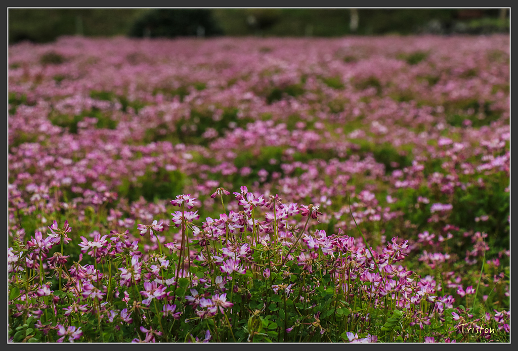 IMG_5765.jpg - 20160323 日本熊野古道健行