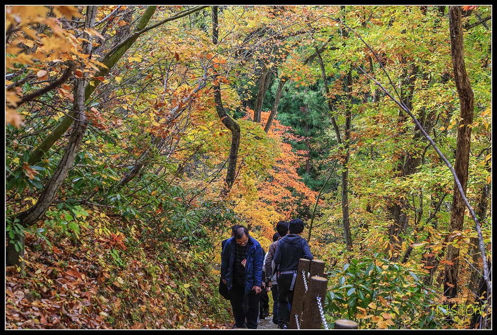 _H1A0588.jpg - 20171103 日本只見線、會津若松五色沼、昭和記念公園賞紅葉