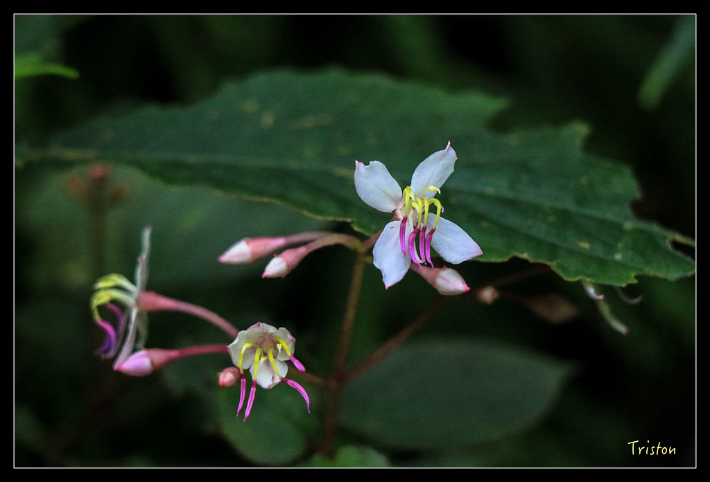 IMG_8324.jpg - 20150926 大凍山切霹靂山 抵龍雲山莊