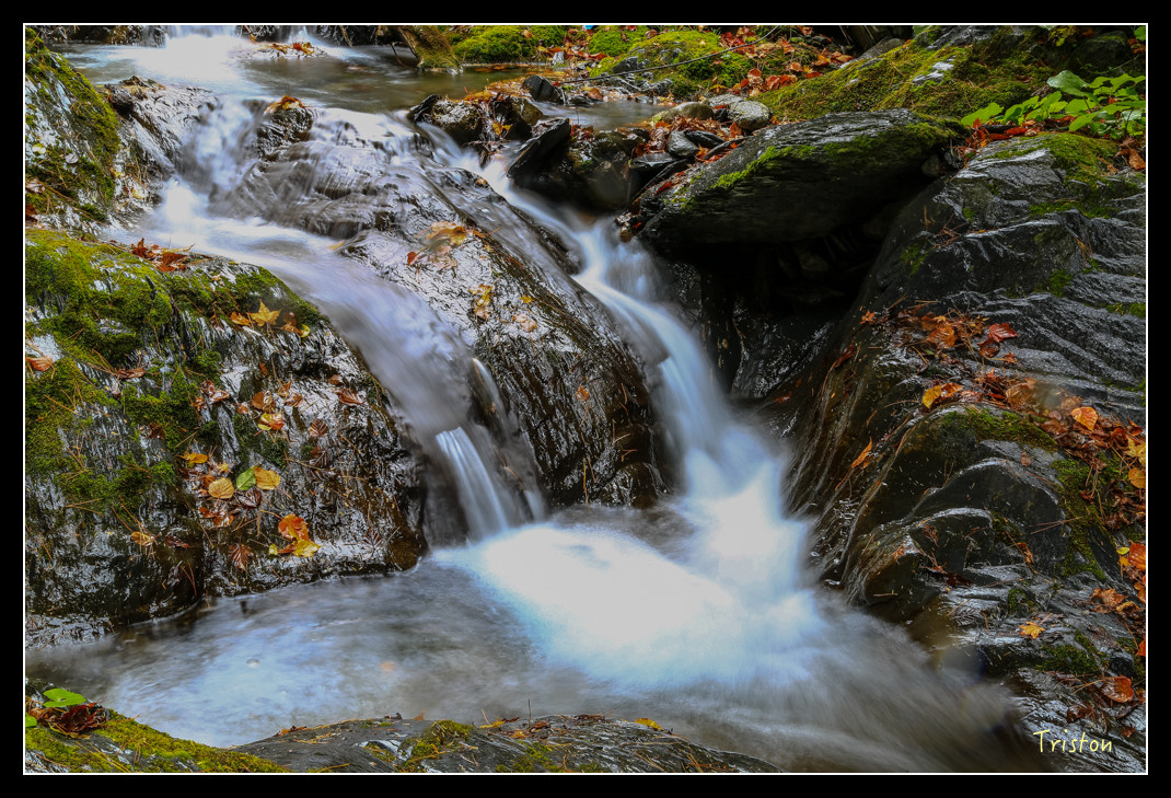 JH1A1021.jpg - 20151205 合歡溪步道、108K楓之谷
