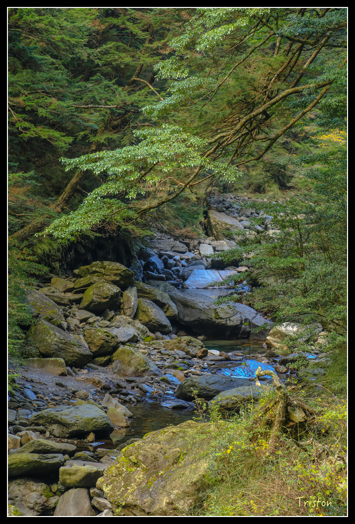 JH1A0813.jpg - 20151205 合歡溪步道、108K楓之谷