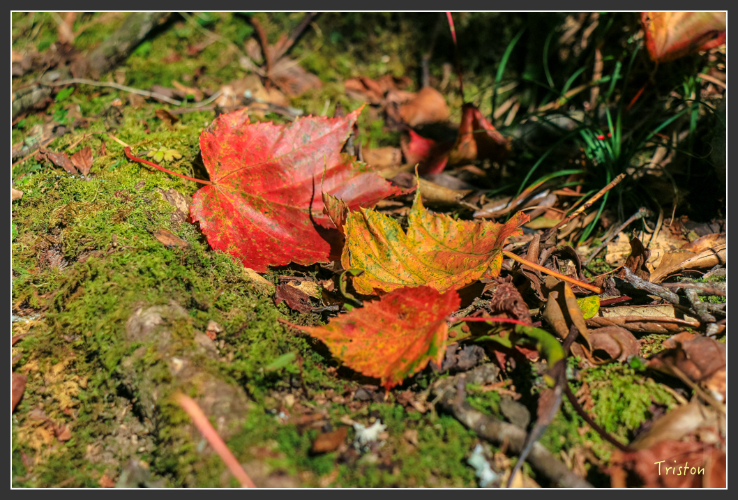 IMG_0701.jpg - 20151219 鳶嘴稍來山、小雪山林道