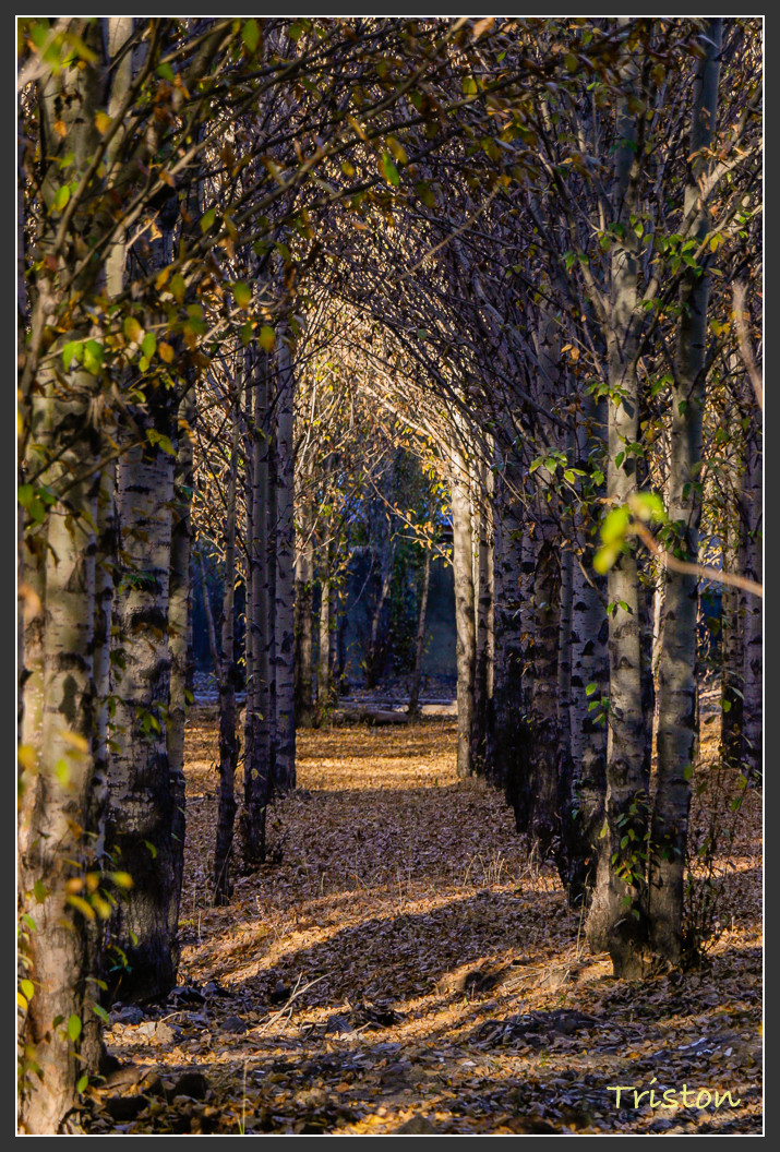 _MG_2412.jpg - 20161013 稻城亞丁